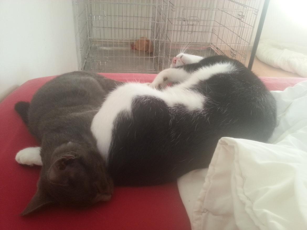 Huskat Faith Hittekilling billede 22