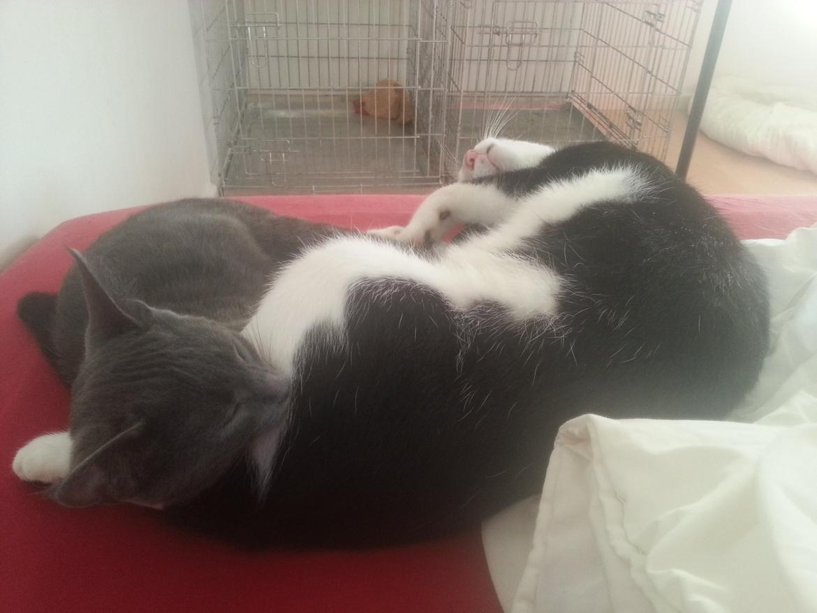 Huskat Faith Hittekilling billede 23