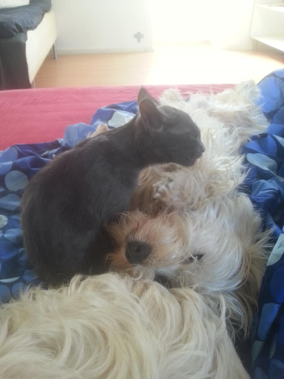 Huskat Faith Hittekilling billede 24