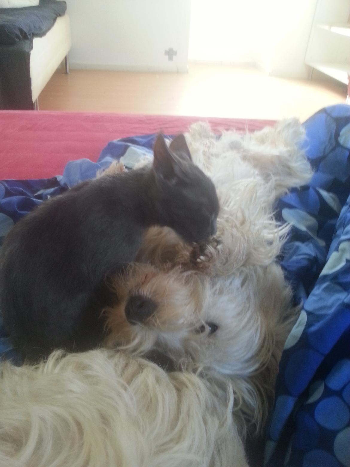 Huskat Faith Hittekilling billede 25