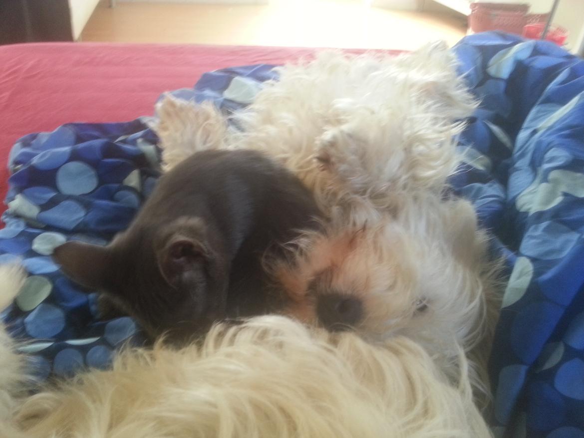 Huskat Faith Hittekilling billede 26