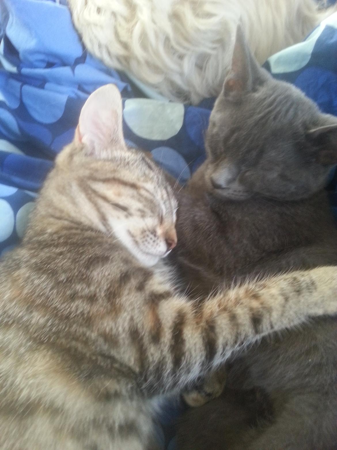 Huskat Faith Hittekilling billede 27