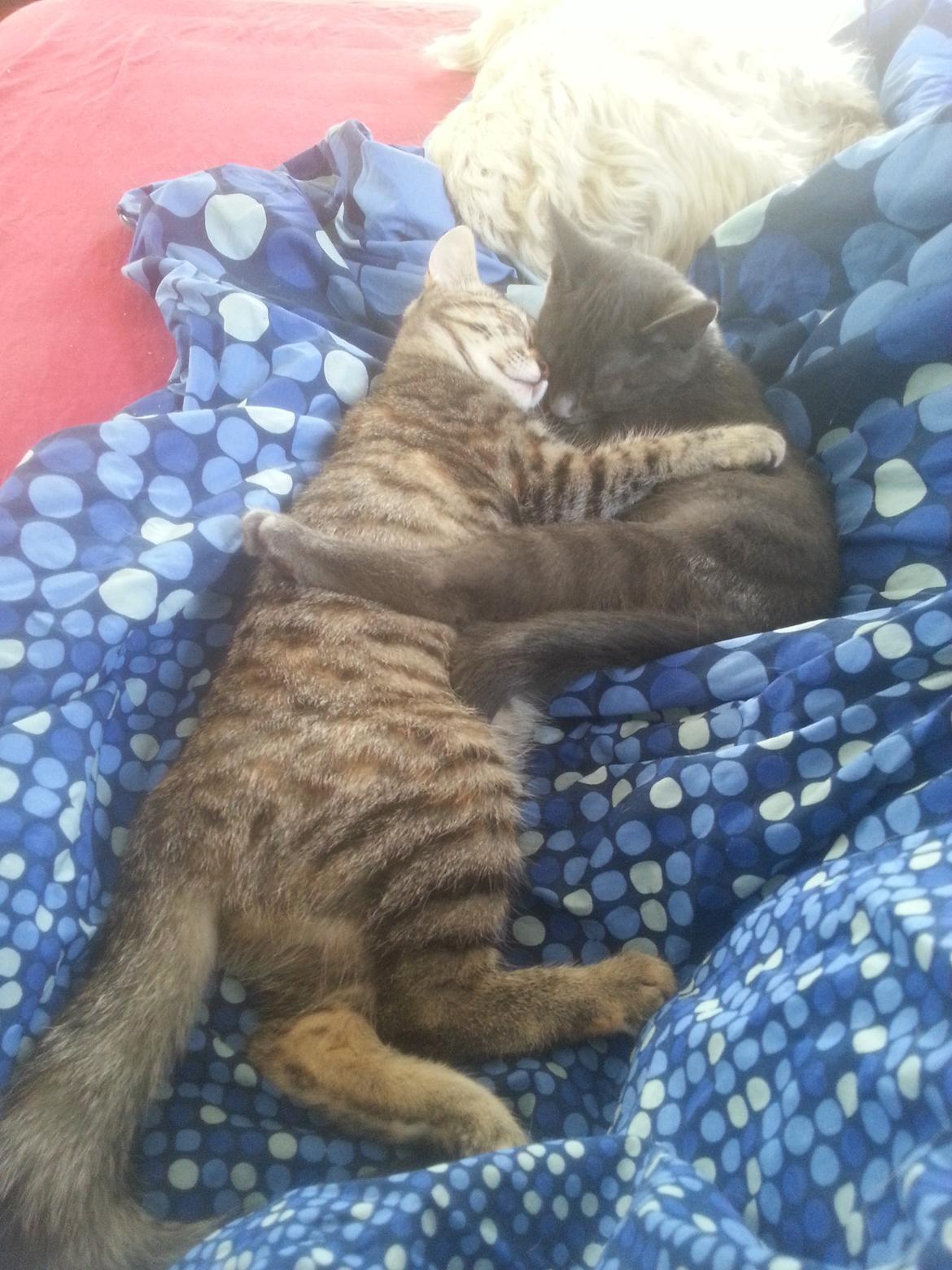 Huskat Faith Hittekilling billede 29