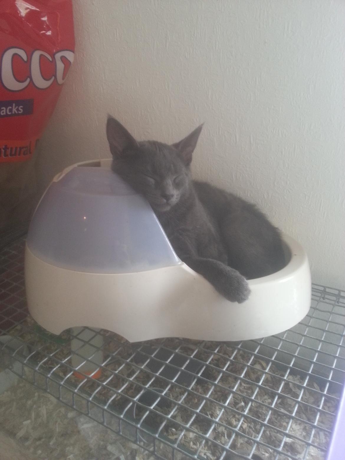 Huskat Faith Hittekilling billede 30