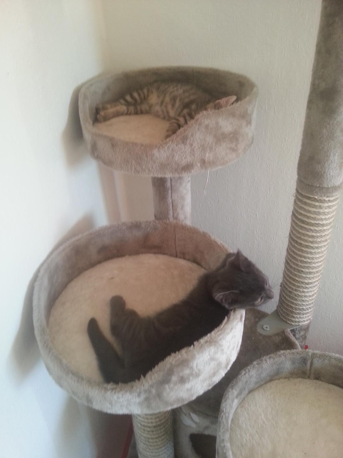 Huskat Faith Hittekilling billede 31