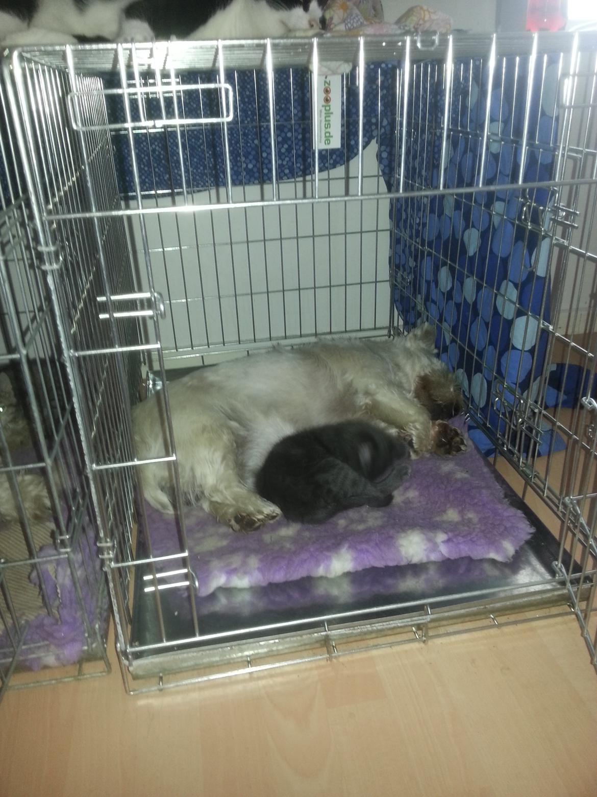 Huskat Faith Hittekilling billede 32