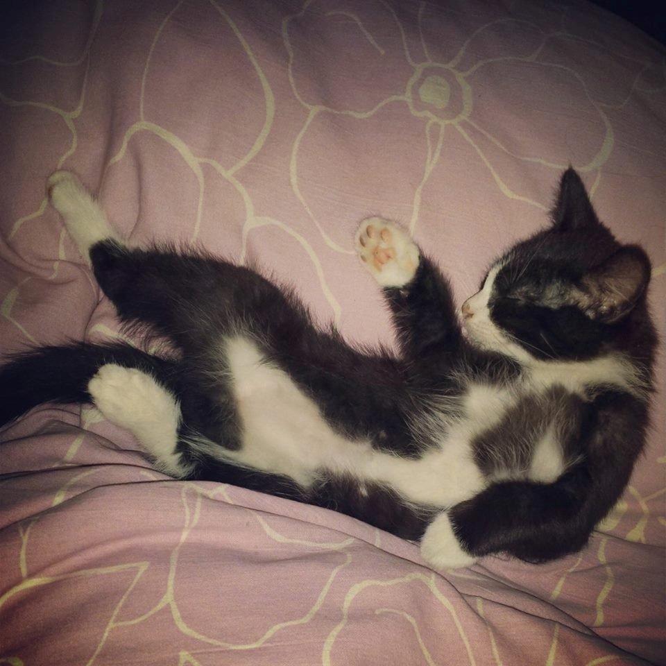 Blanding af racer Monty billede 19