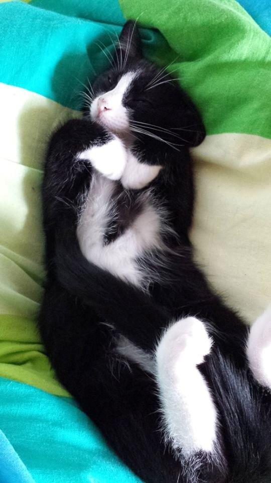 Blanding af racer Monty billede 20