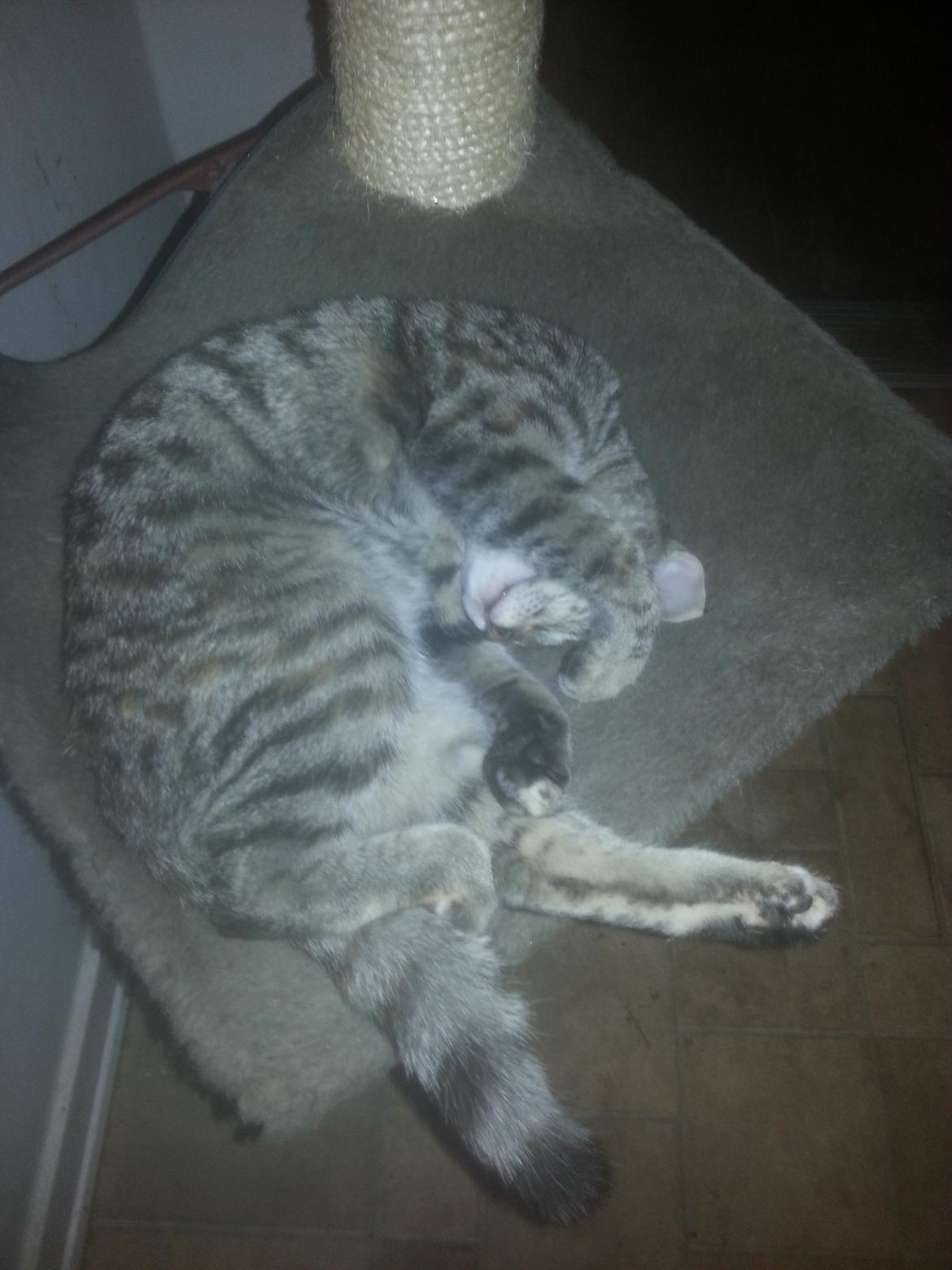 Huskat Hope Hittekilling billede 1