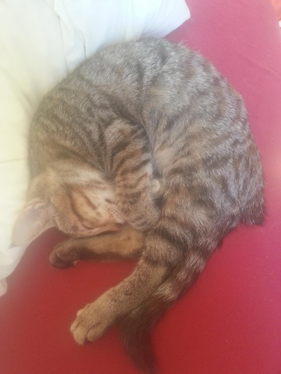 Huskat Hope Hittekilling billede 2