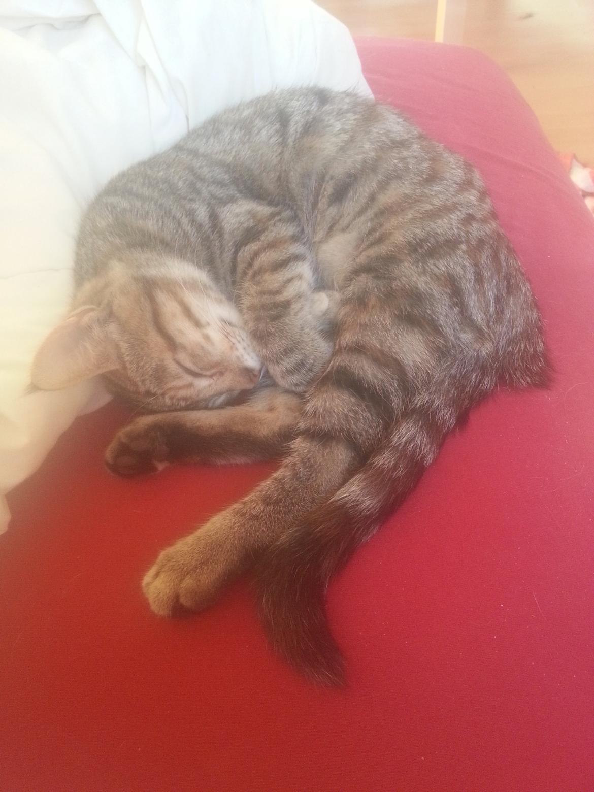 Huskat Hope Hittekilling billede 3