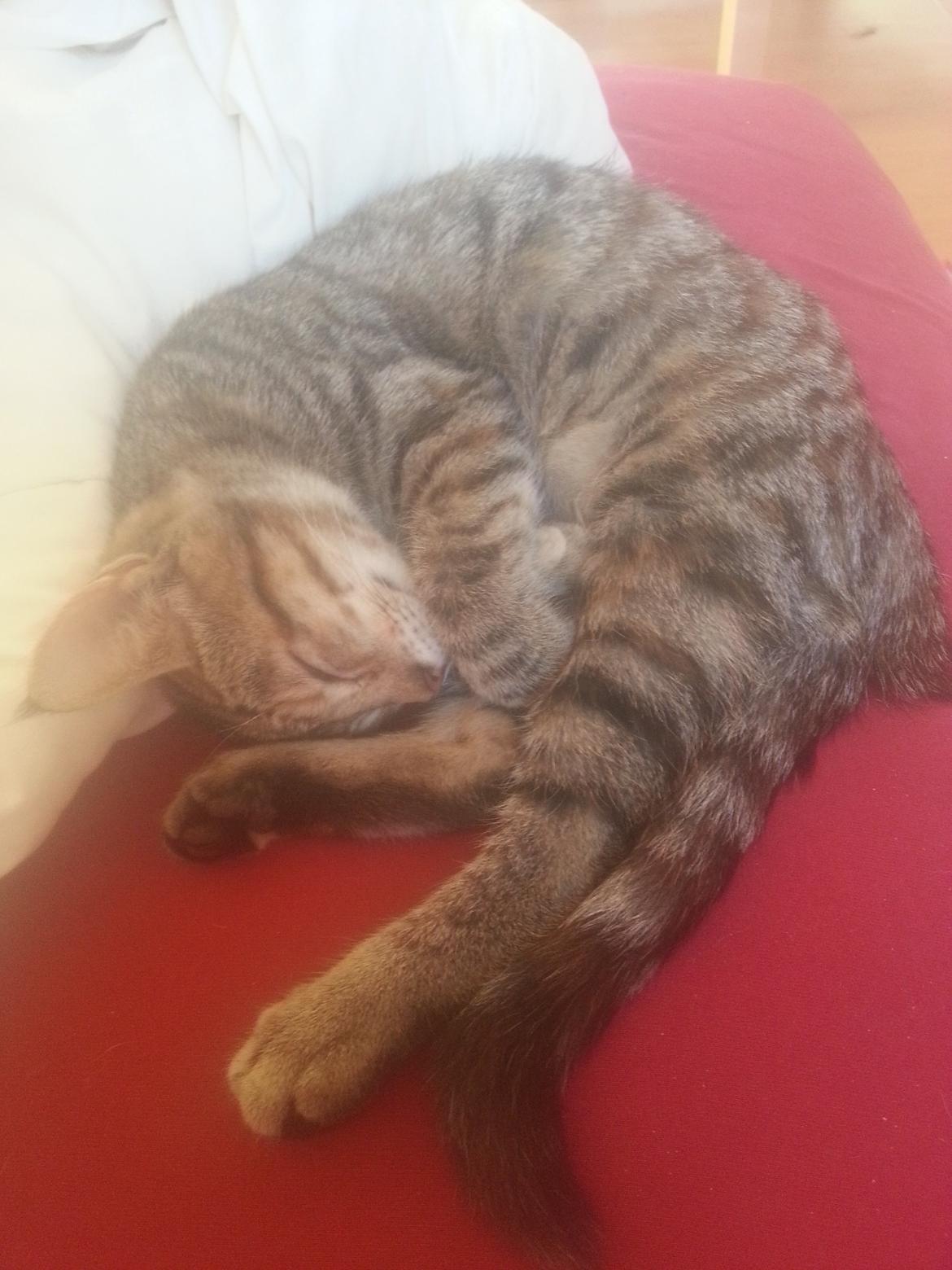 Huskat Hope Hittekilling billede 4