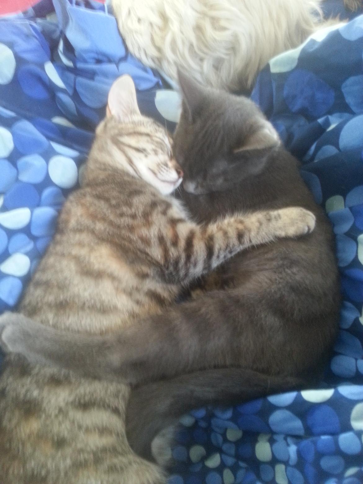 Huskat Hope Hittekilling billede 6