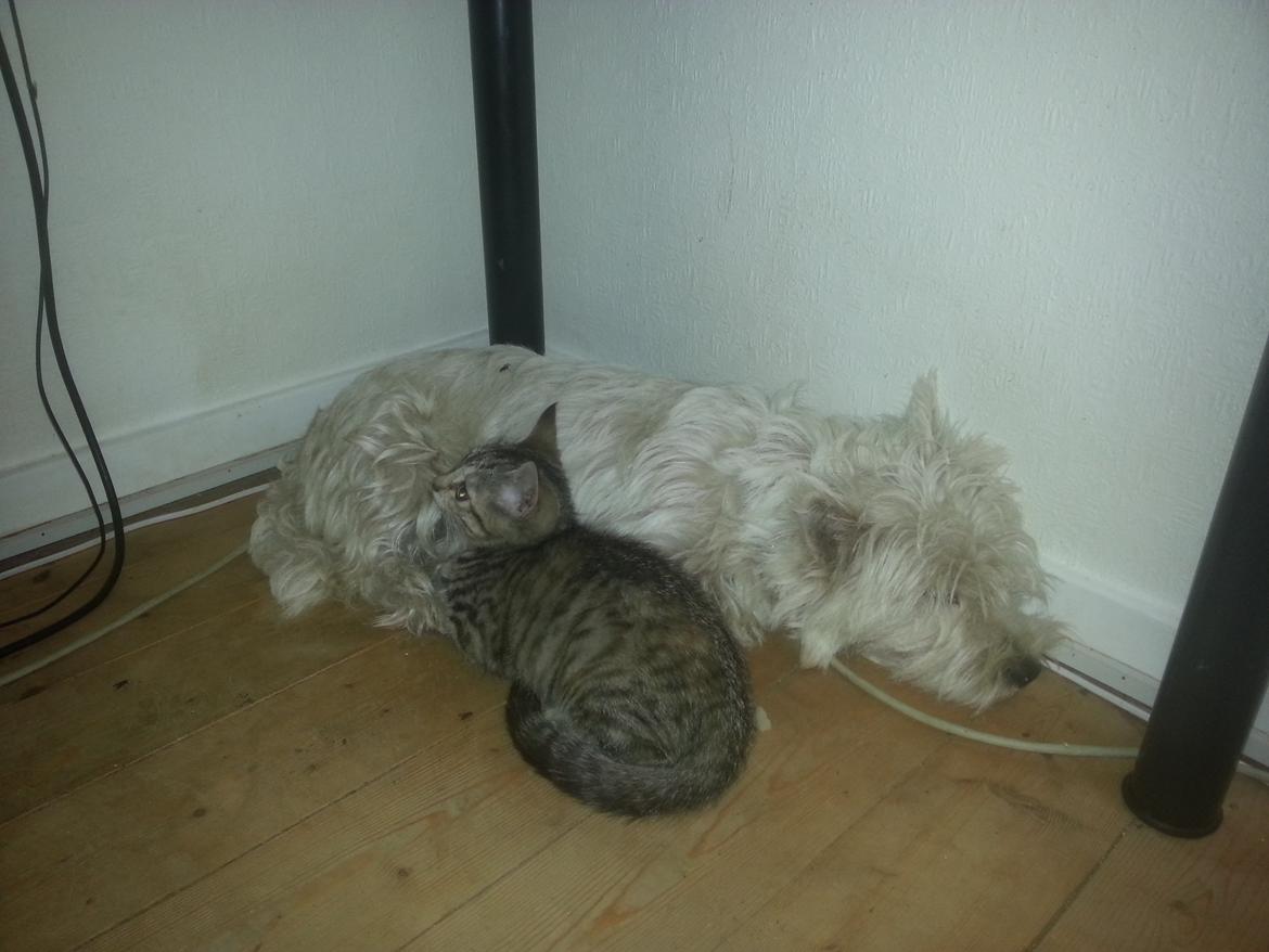 Huskat Hope Hittekilling billede 8