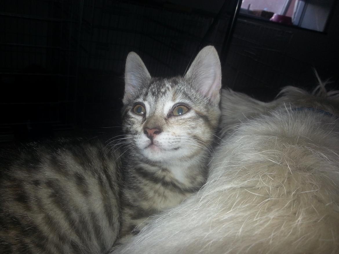 Huskat Hope Hittekilling billede 9