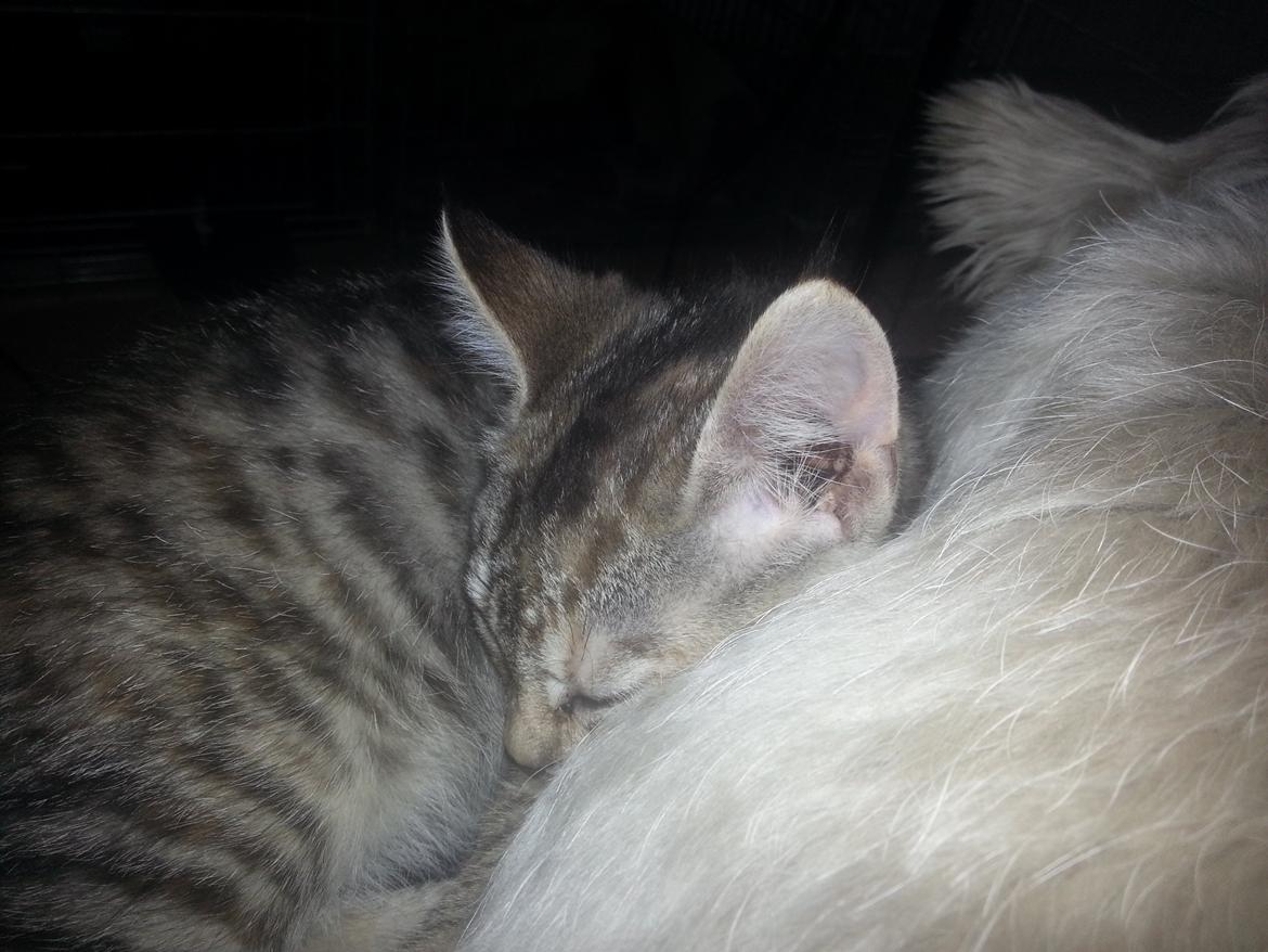 Huskat Hope Hittekilling billede 10