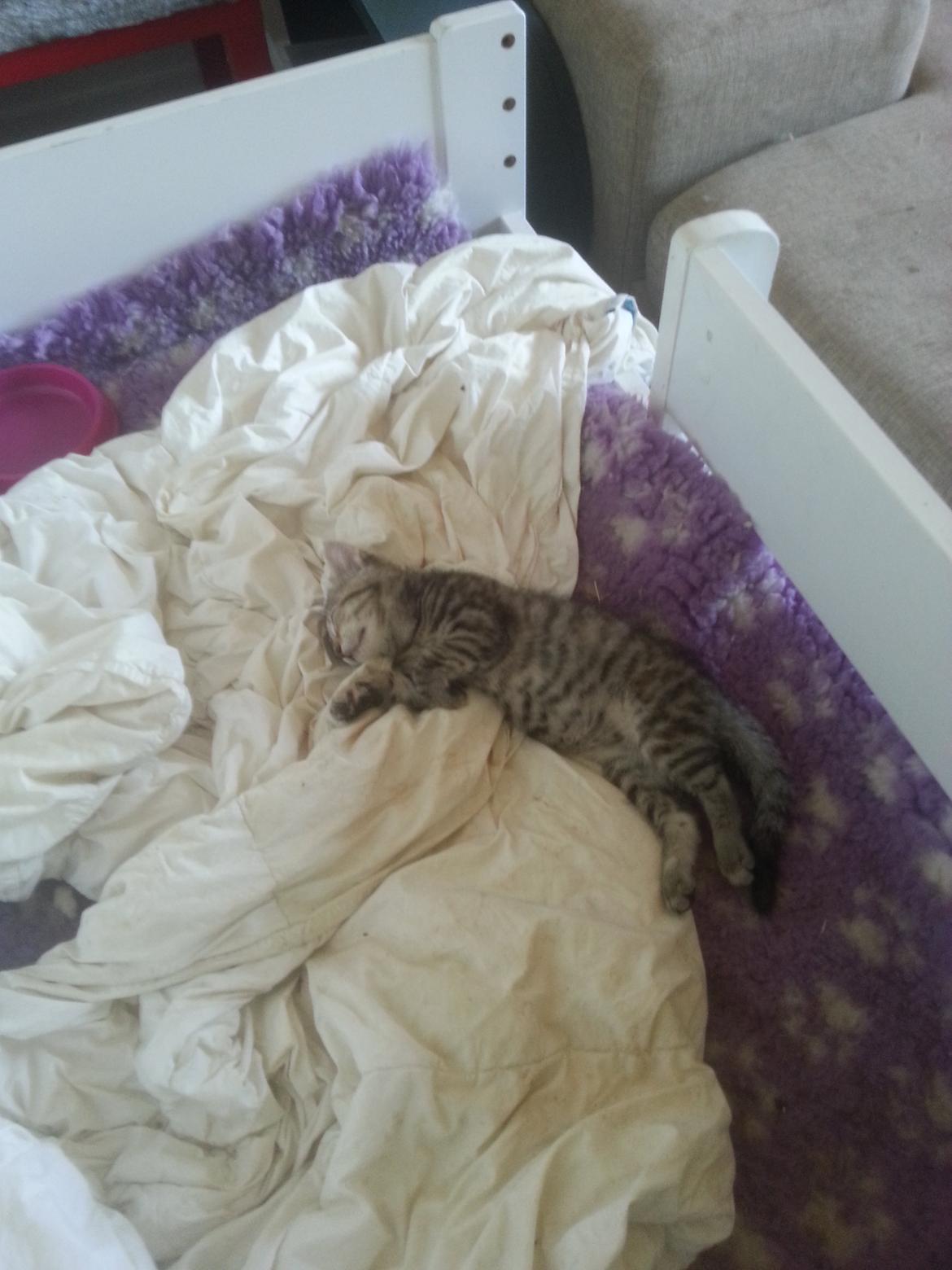 Huskat Hope Hittekilling billede 11