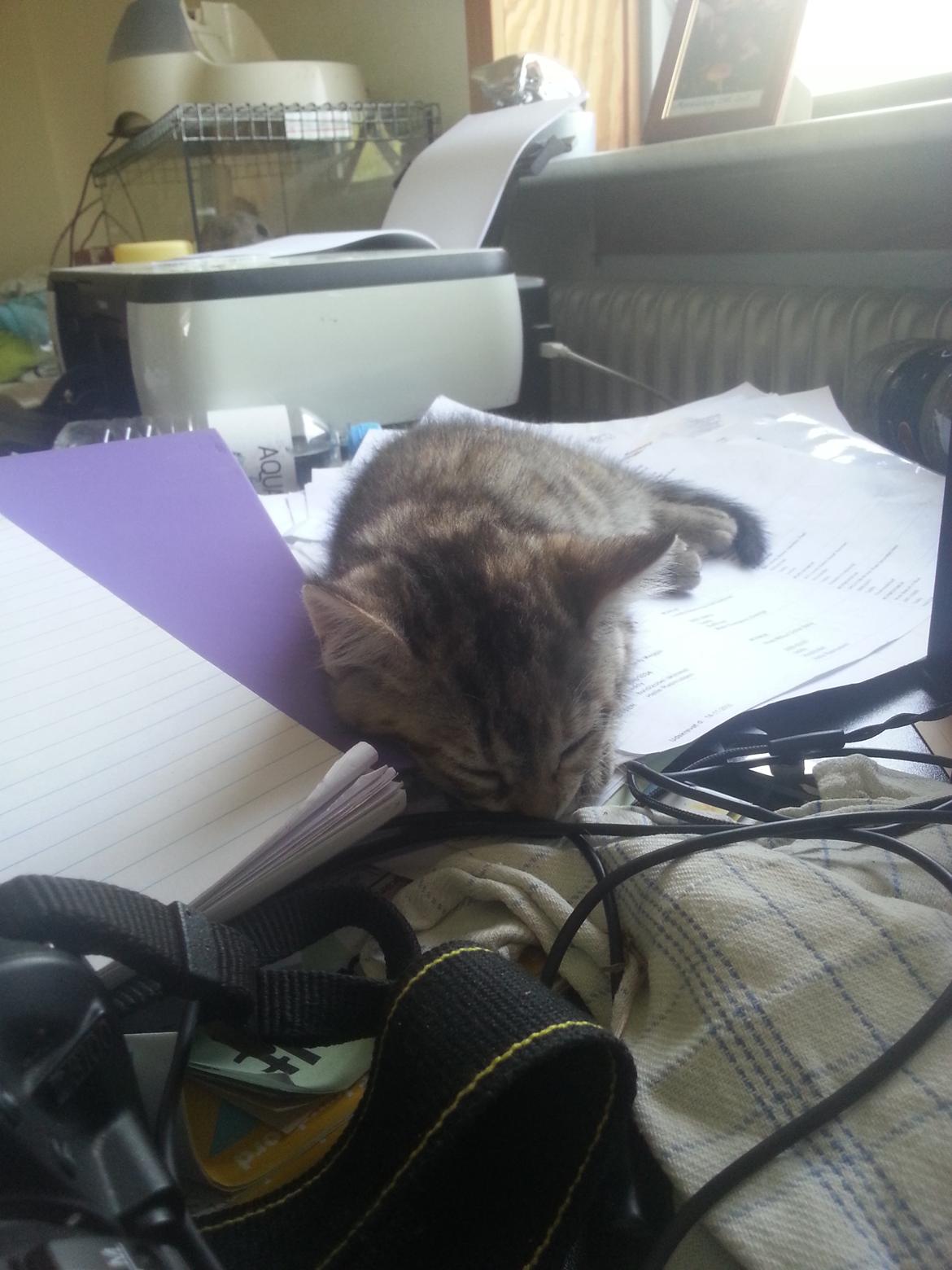 Huskat Hope Hittekilling billede 12