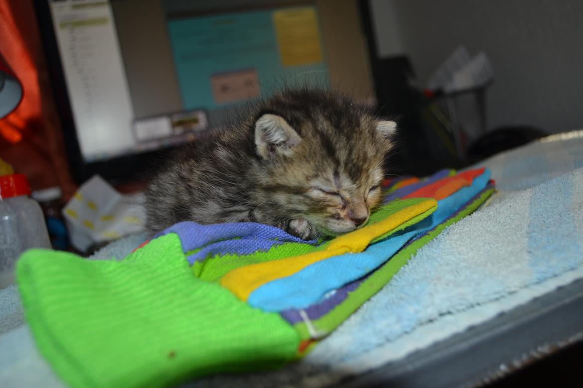 Huskat Hope Hittekilling billede 13