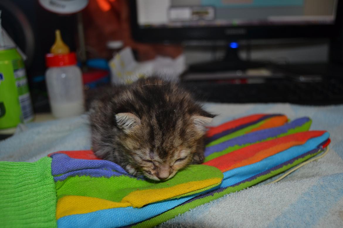 Huskat Hope Hittekilling billede 14