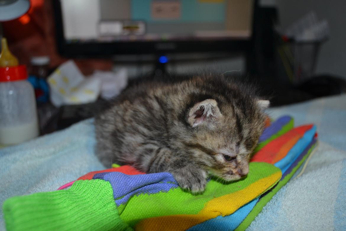 Huskat Hope Hittekilling billede 15