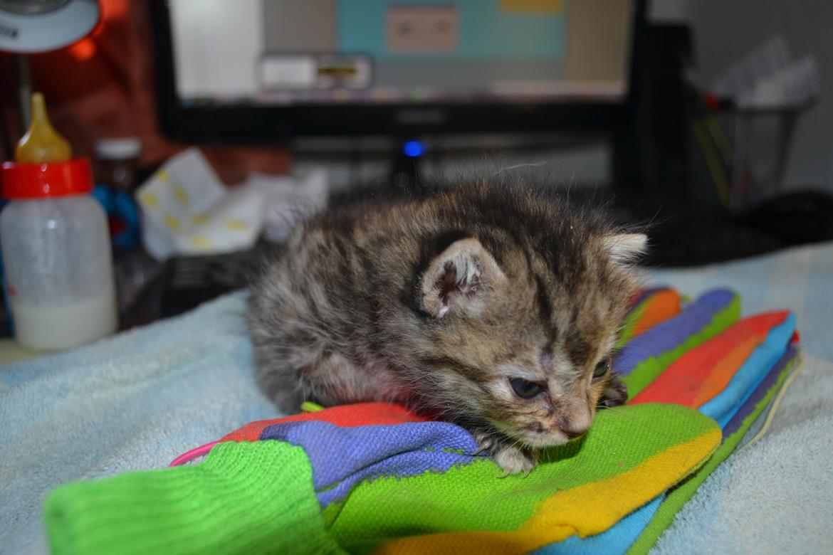 Huskat Hope Hittekilling billede 16