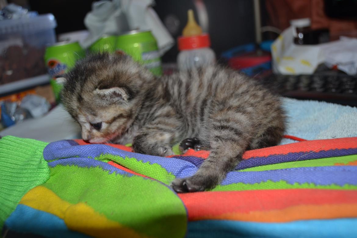 Huskat Hope Hittekilling billede 17