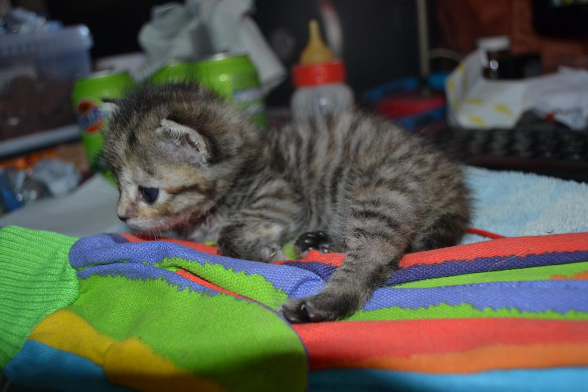 Huskat Hope Hittekilling billede 18