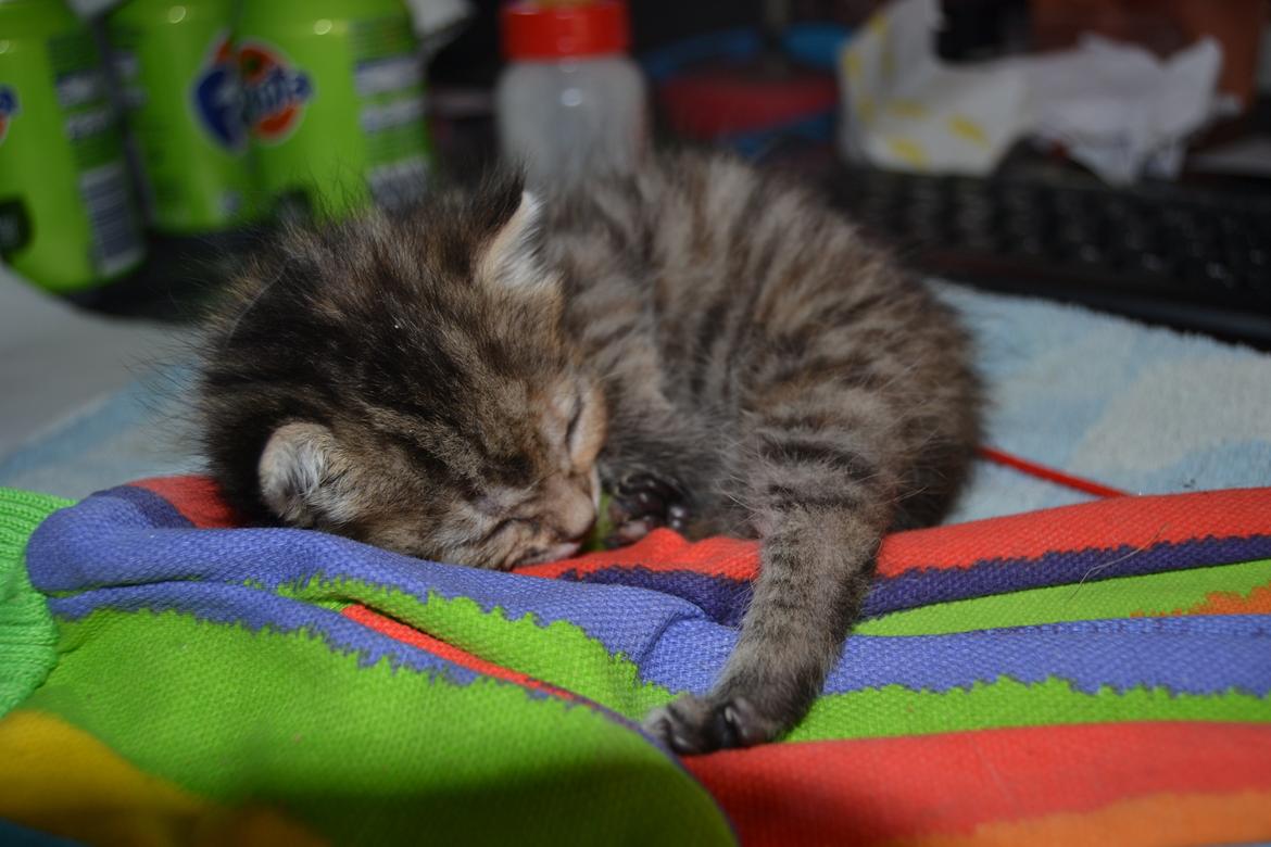 Huskat Hope Hittekilling billede 19