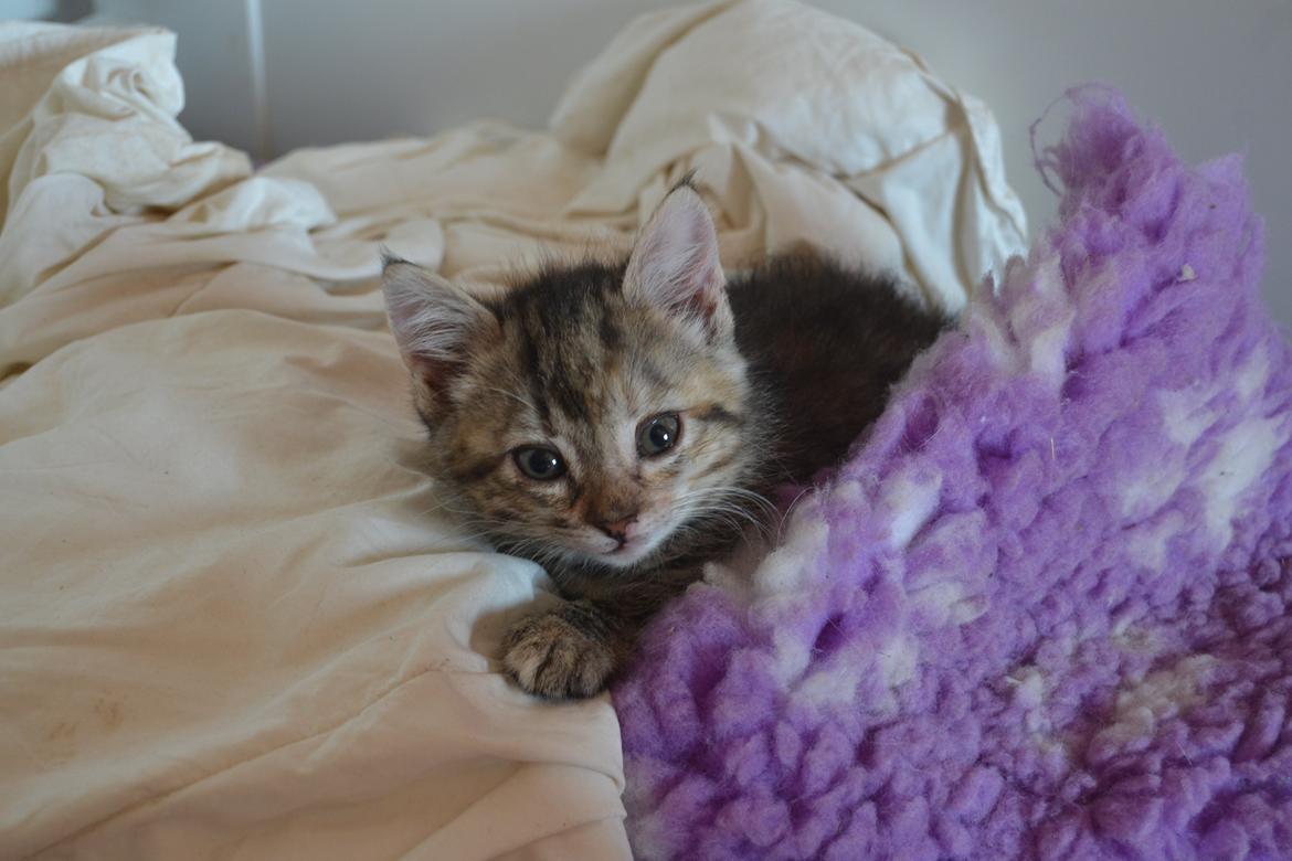 Huskat Hope Hittekilling billede 20