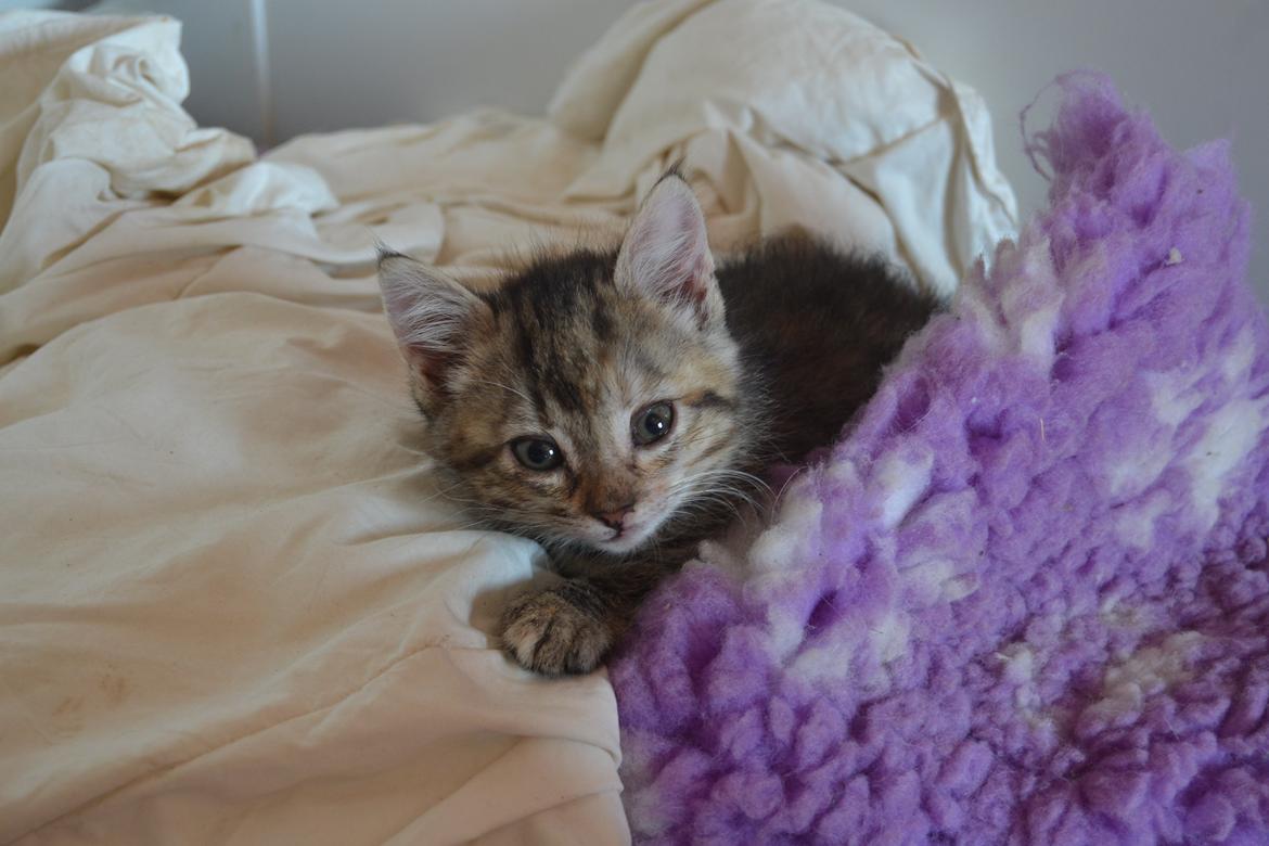 Huskat Hope Hittekilling billede 21