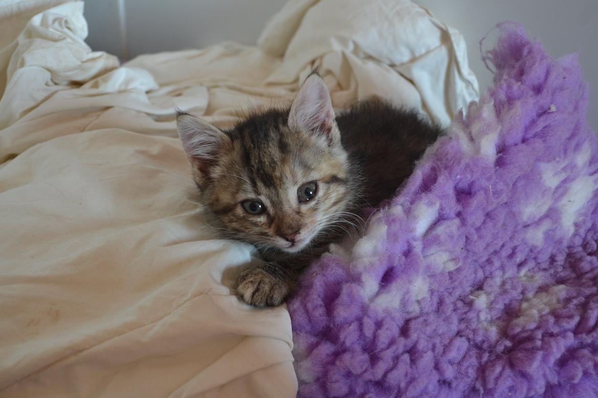 Huskat Hope Hittekilling billede 22