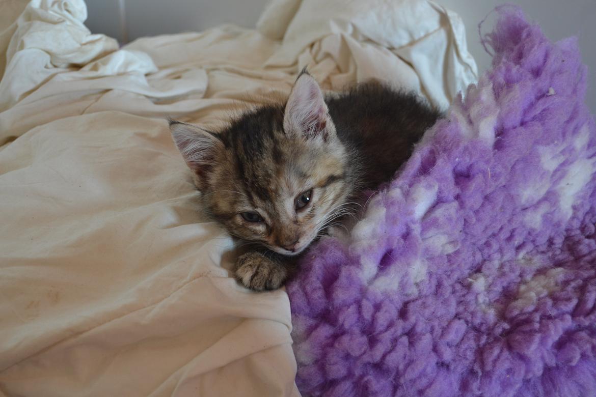 Huskat Hope Hittekilling billede 23