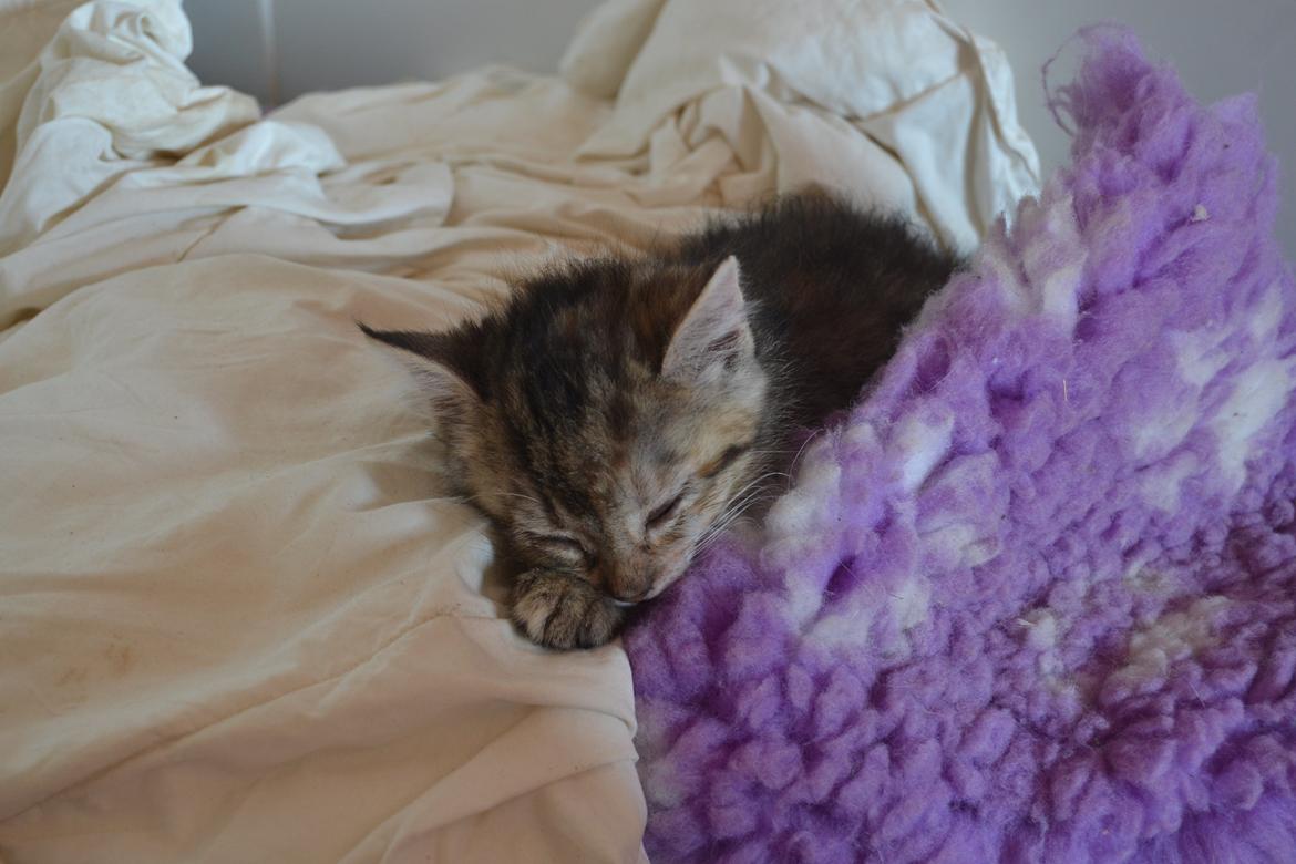 Huskat Hope Hittekilling billede 24