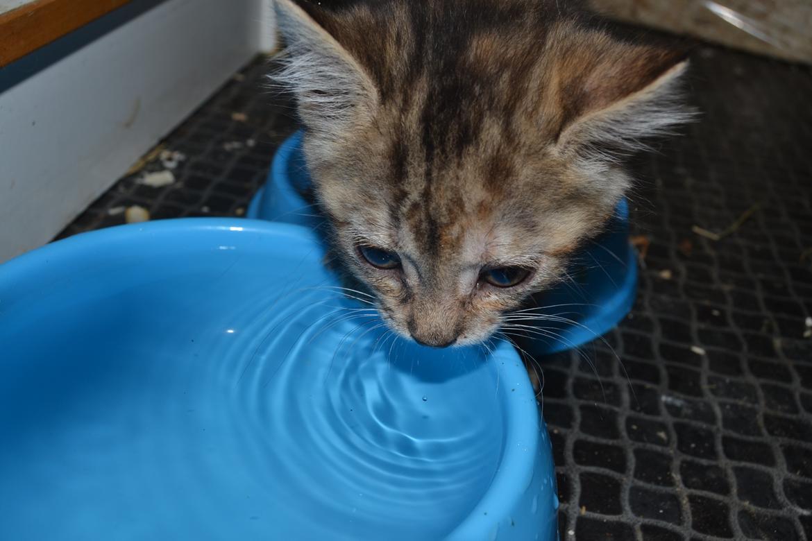 Huskat Hope Hittekilling billede 25