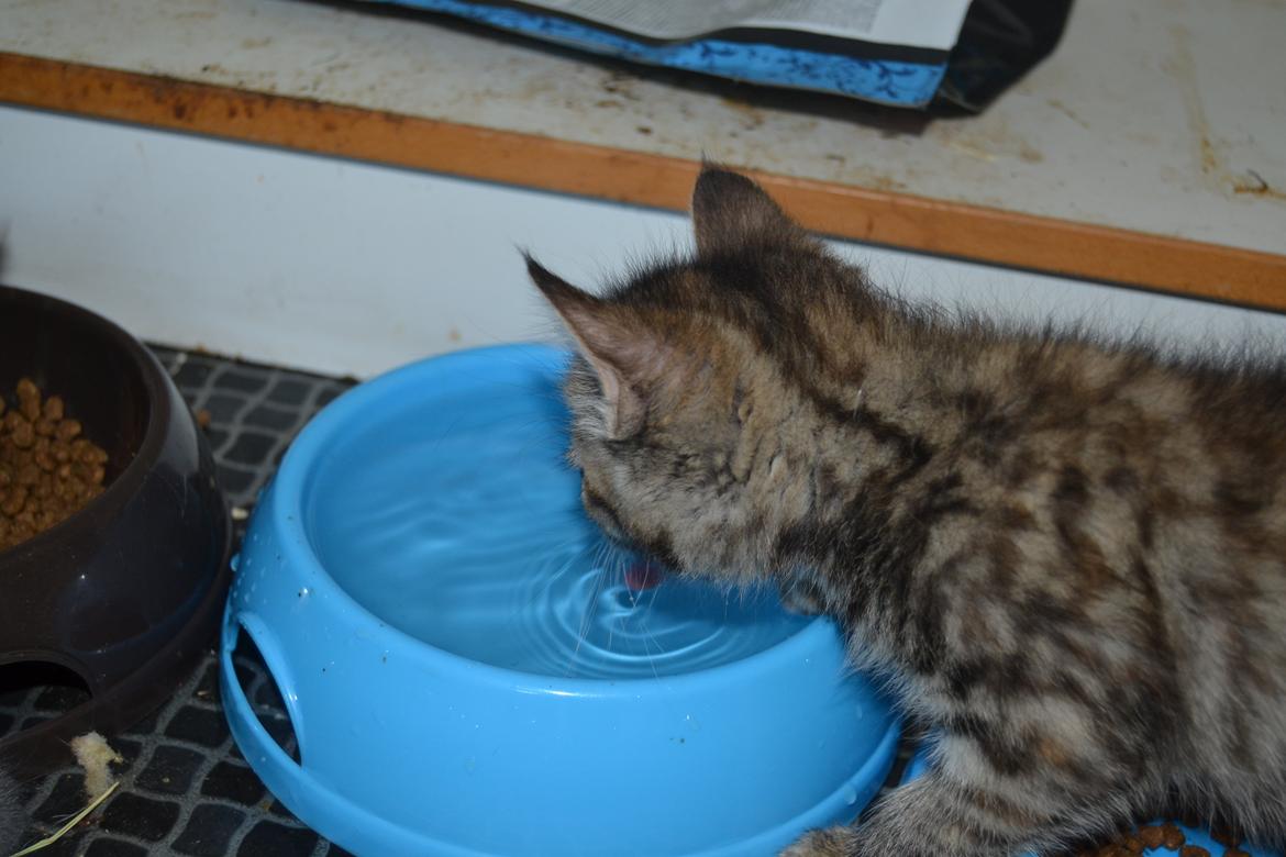 Huskat Hope Hittekilling billede 26