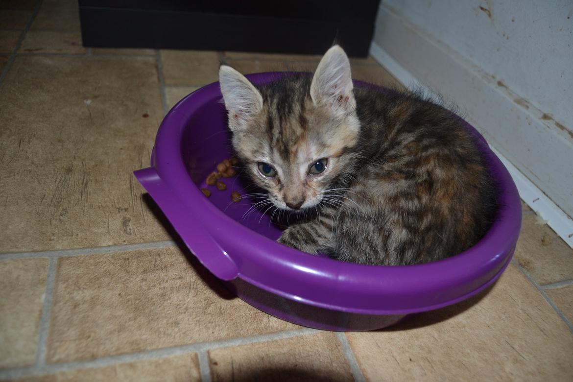 Huskat Hope Hittekilling billede 27