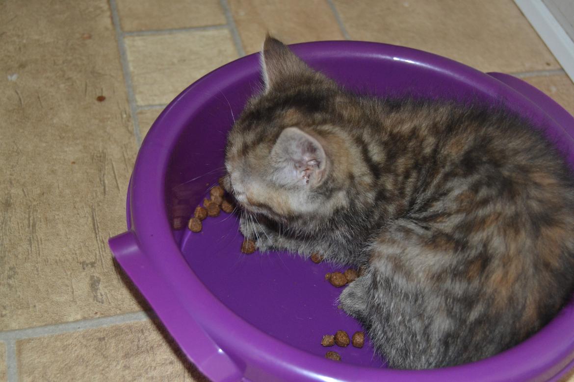 Huskat Hope Hittekilling billede 28