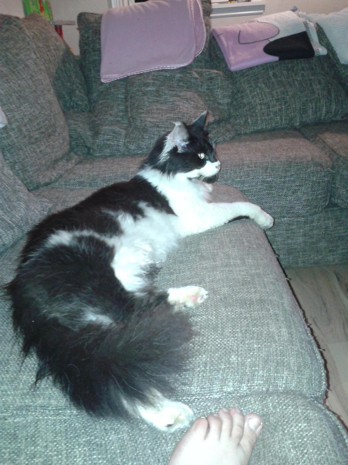 Maine Coon Coon Danica's Norbit billede 1