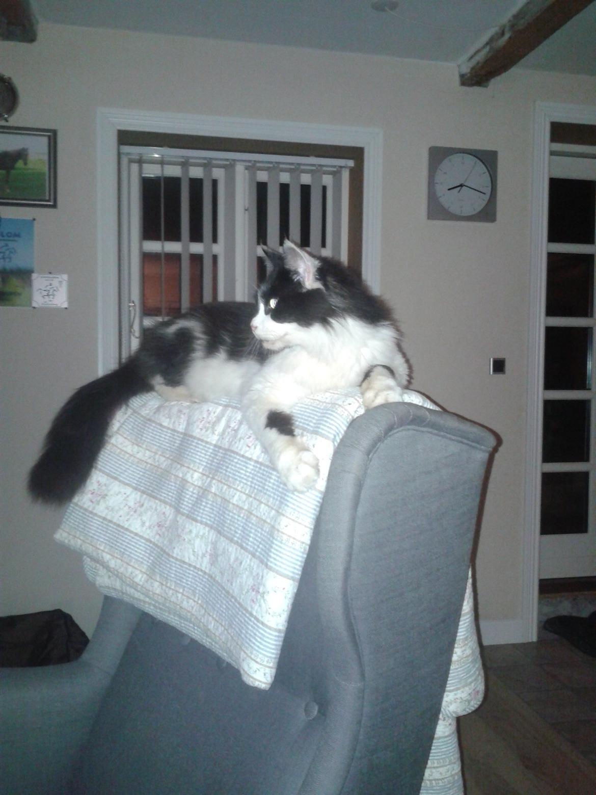 Maine Coon Coon Danica's Norbit billede 2