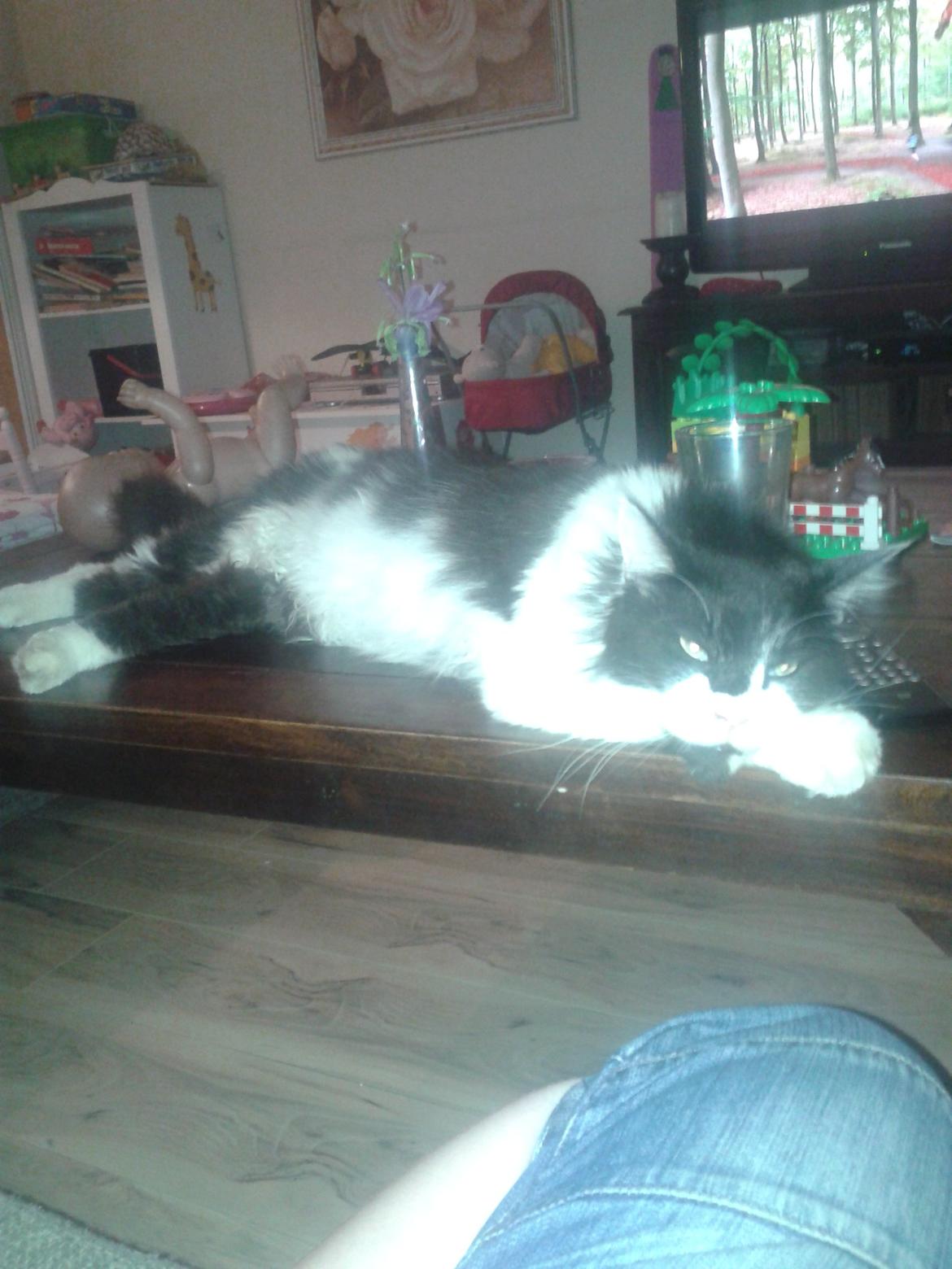 Maine Coon Coon Danica's Norbit billede 3