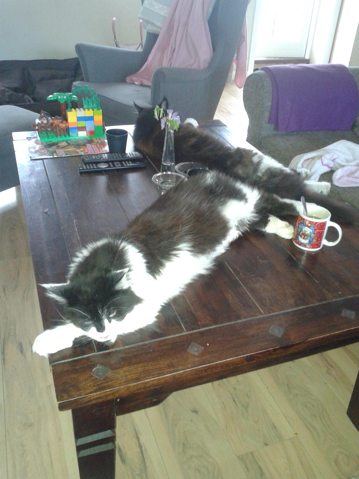 Maine Coon Coon Danica's Norbit billede 4