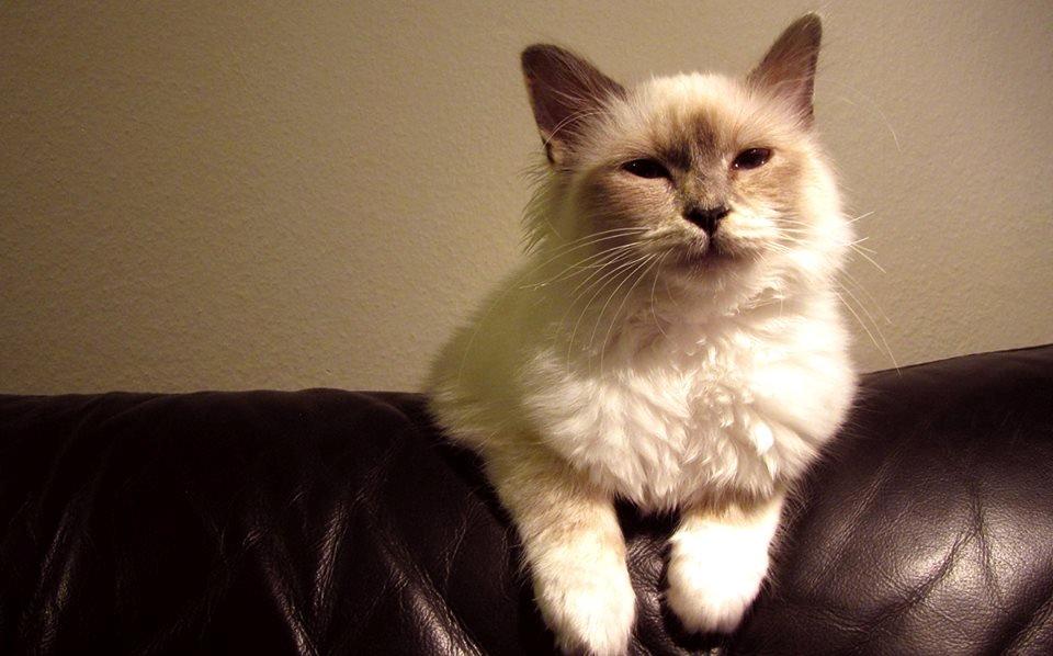 Hellig Birma Monroe billede 31