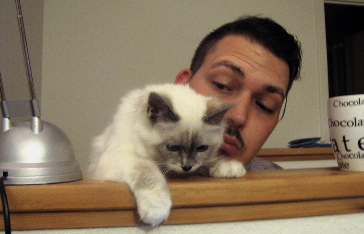 Hellig Birma Monroe billede 15