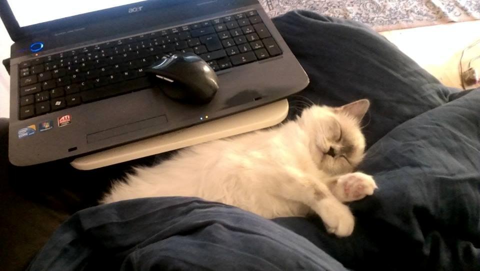 Hellig Birma Monroe billede 11