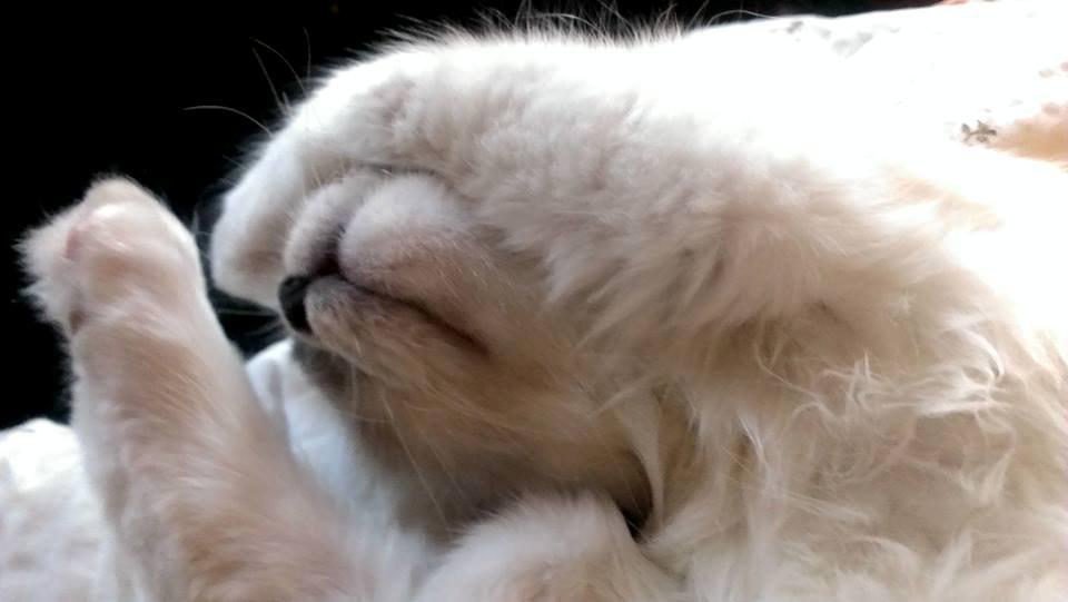 Hellig Birma Monroe billede 5