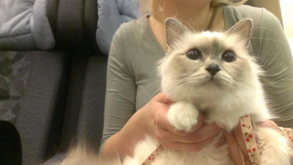 Hellig Birma Monroe billede 32