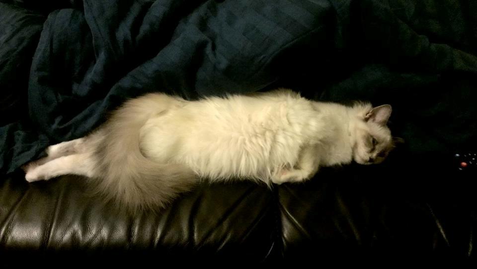 Hellig Birma Monroe billede 33