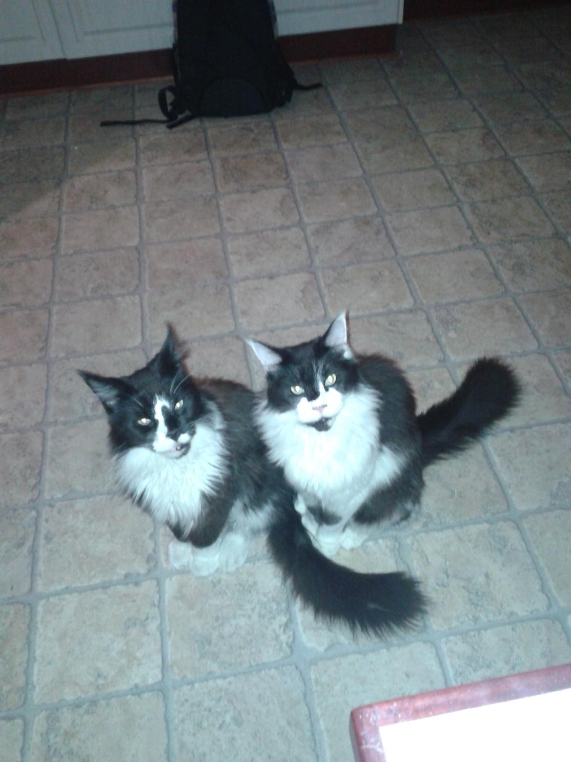 Maine Coon Coon Danica's Norbit billede 8