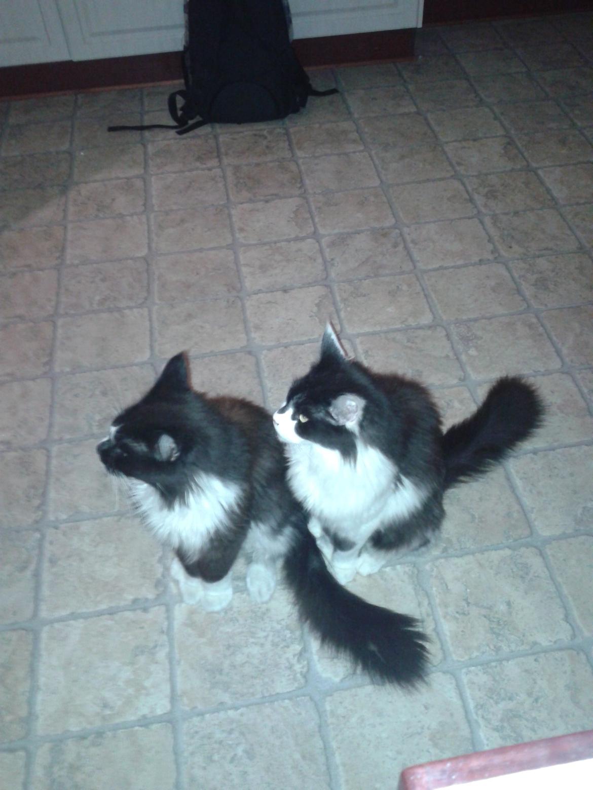 Maine Coon Coon Danica's Norbit billede 9